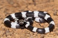 Australian Bandy Bandy Snake Royalty Free Stock Photo