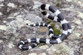 Australian Bandy Bandy Snake Royalty Free Stock Photo