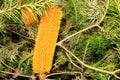 Australian Banksia flower Royalty Free Stock Photo