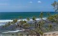 Australian Banksia integrifolia with windy ocean background