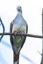 An Australian Bar Shouldered Dove