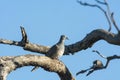 An Australian Bar Shouldered Dove