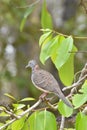 An Australian Bar Shouldered Dove