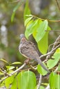 An Australian Bar Shouldered Dove