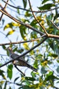 An Australian Bar Shouldered Dove