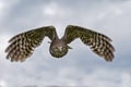 Australian Barking Owl Royalty Free Stock Photo