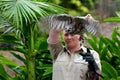 Australian Barking Owl Royalty Free Stock Photo