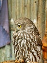 Australian Barking Owl Perched at a Wildlife Reserve