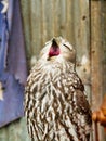 Australian Barking Owl Perched at a Wildlife Reserve