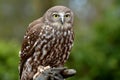 Australian Barking Owl Royalty Free Stock Photo