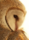 Australian Barn Owl - Portrait Royalty Free Stock Photo