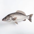 Lovely Barramundi Fish On White Background - Nadav Kander Style
