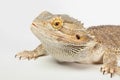 Australian bearded dragon Royalty Free Stock Photo