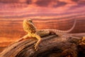 Australian bearded dragon lizard. Agama lizard lies on a log on wood background. close-up, exotic reptiles. Leatherback Royalty Free Stock Photo