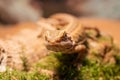 Australian bearded dragon lizard. Agama lizard lies on a log on wood background. close-up, exotic reptiles. Leatherback Royalty Free Stock Photo