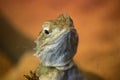 Australian bearded dragon lizard closeup Royalty Free Stock Photo