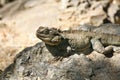 Australian Bearded Dragon Lizard Royalty Free Stock Photo