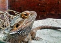 Australian bearded dragon Royalty Free Stock Photo