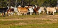 Australian beef cattle Royalty Free Stock Photo