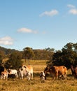 Australian Beef Cattle Royalty Free Stock Photo