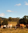 Australian Beef Cattle