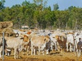 Australian beef cattle at a cattle yard in darwin Royalty Free Stock Photo