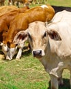 Australian beef cattle herd Royalty Free Stock Photo