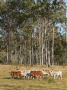 Australian beef cattle herd Royalty Free Stock Photo