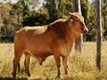 Australian beef cattle young bull Royalty Free Stock Photo