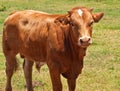 Australian beef cattle, young hereford angus cross