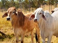 Australian Beef Industry Brahman Cows