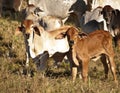 Australian Beef Male and Female Calf