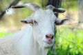 Australian big pure white male billy goat portrait Royalty Free Stock Photo