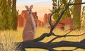 Australian big red kangaroo in tall dry grass. Grass and red rocks