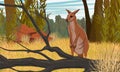 Australian big red kangaroo in tall dry grass and tree branches. Grass and red rocks.