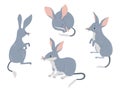 Australian bilbies collection. Cute wild mammal. Vector illustration in flat style. Isolated rodents Australian fauna