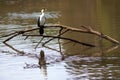 White breasted cormorant bird