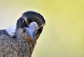 Australian bird portrait