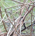 Australian bird Speckled Warbler Royalty Free Stock Photo