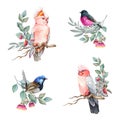 Australian birds with floral elements watercolor set. Hand drawn pink cockatoo parrot, fairy wren, pink robin with