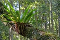 Australian Birdsnest Fern Royalty Free Stock Photo