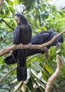 Australian Black Cockatoo