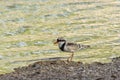 An Australian Black fronted Dotterel Bird