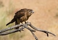 Australian Black Kite (Milvus migrans) Royalty Free Stock Photo