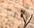 Australian Black Kite (Milvus migrans) Royalty Free Stock Photo