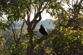 Australian black raven in Glass House Mountains Royalty Free Stock Photo