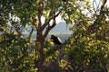 Australian black raven in Glass House Mountains Royalty Free Stock Photo