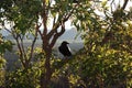 Australian black raven in Glass House Mountains Royalty Free Stock Photo