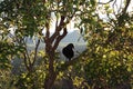 Australian black raven in Glass House Mountains Royalty Free Stock Photo