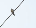 Australian Black Shouldered Kite Sitting on an electric cable It is also known as Elanus axillaris